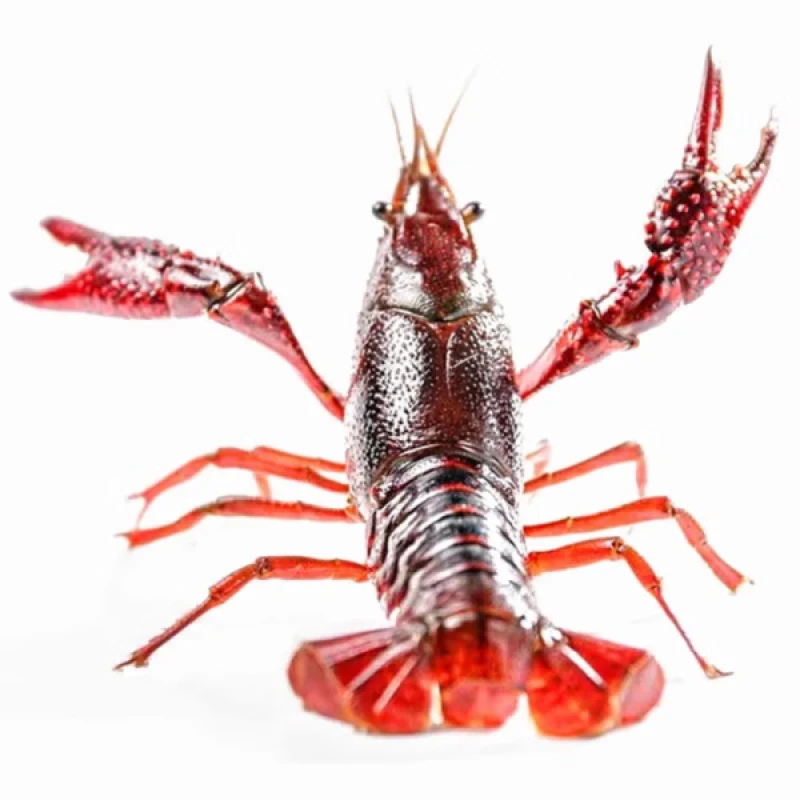 龙虾（汉川小时达）肉多龙虾活发，包肥包新鲜小龙虾制品小龙虾制品小龙虾制品小龙虾制品