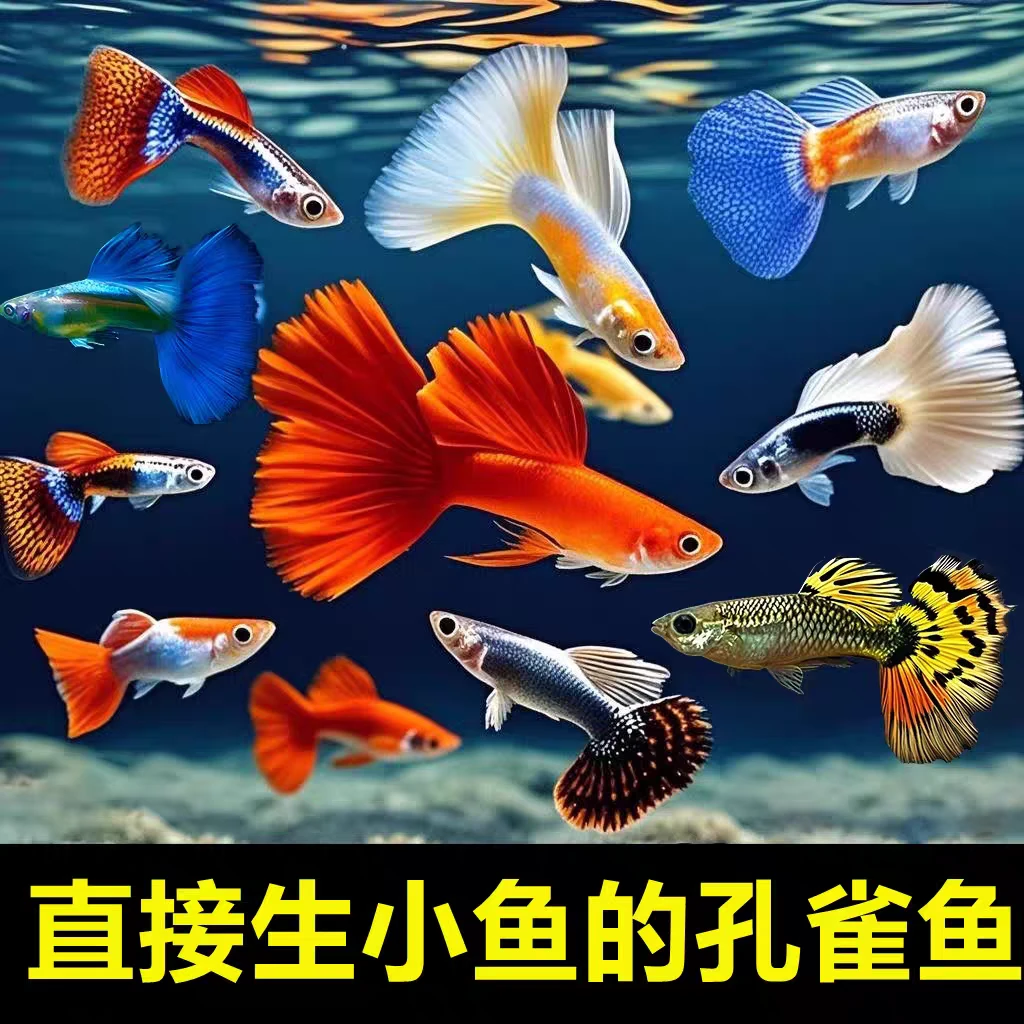 精选多色搭配孔雀鱼 全家福能生小鱼好养耐活热带鱼（打灯发色xcx