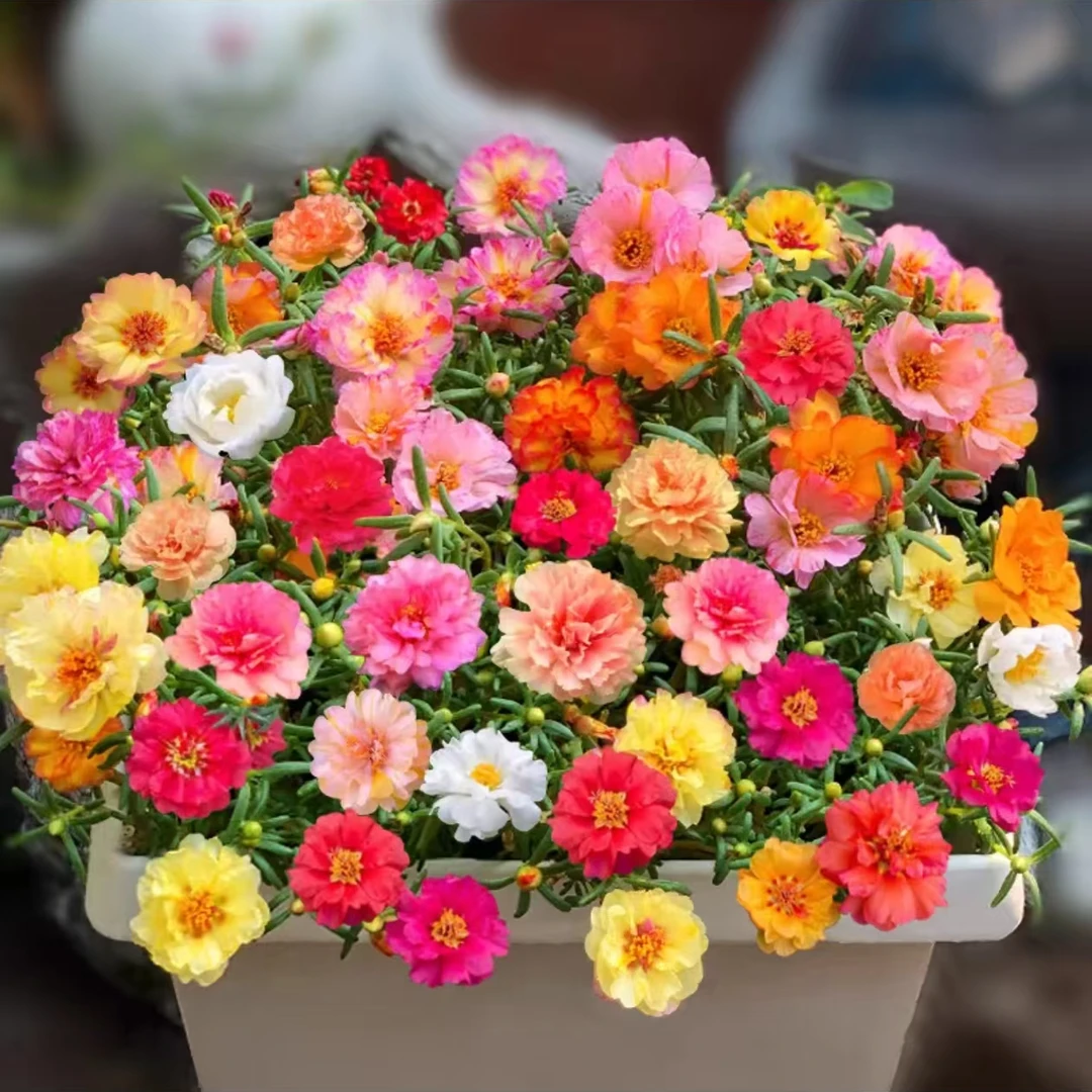 【太阳花10000粒】重瓣太阳花卉种子优良混色四季开花盆栽庭院