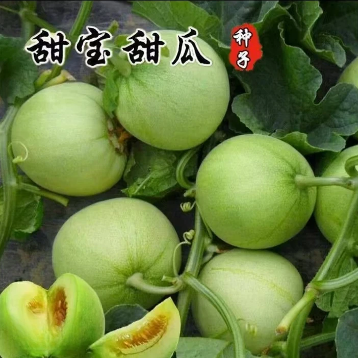 【满5包包邮】甜宝甜瓜种子薄皮香瓜种籽四季播种盆栽脆甜