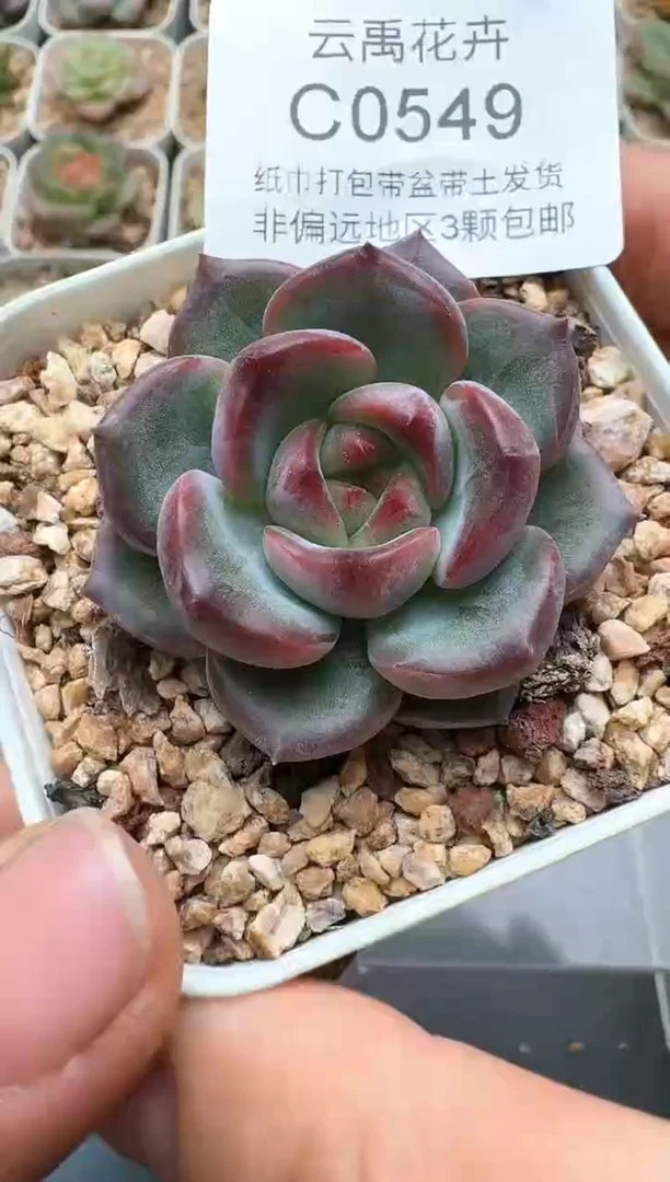 549C云禹多肉植物 带盆土纸巾打包 3颗包邮
