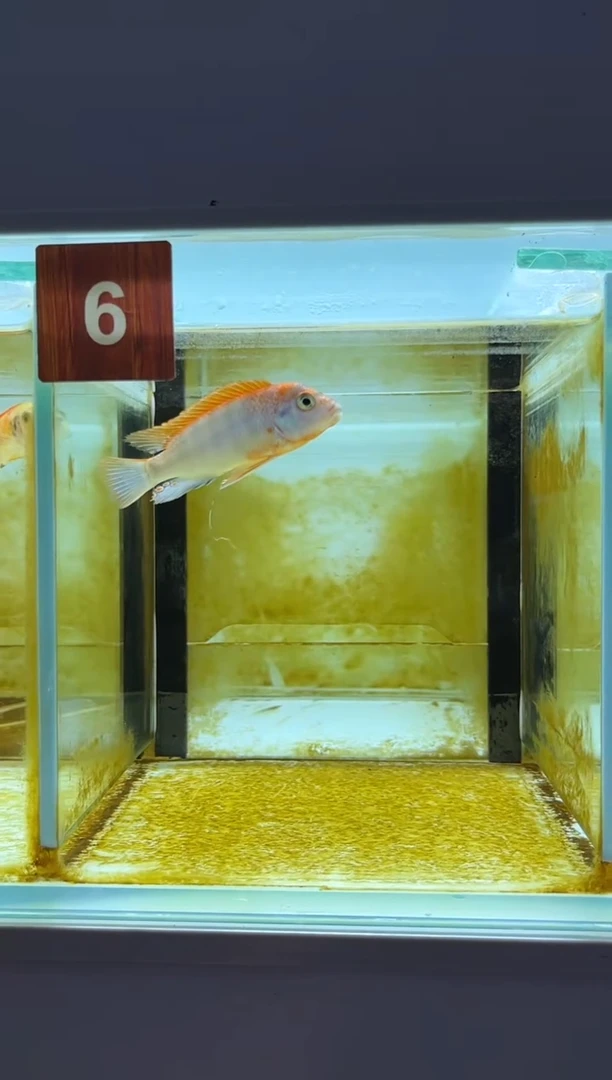 海水鱼三湖慈鲷人工