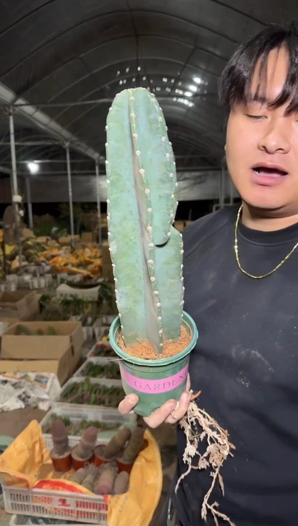 【带盆土】20cm+ 量天尺