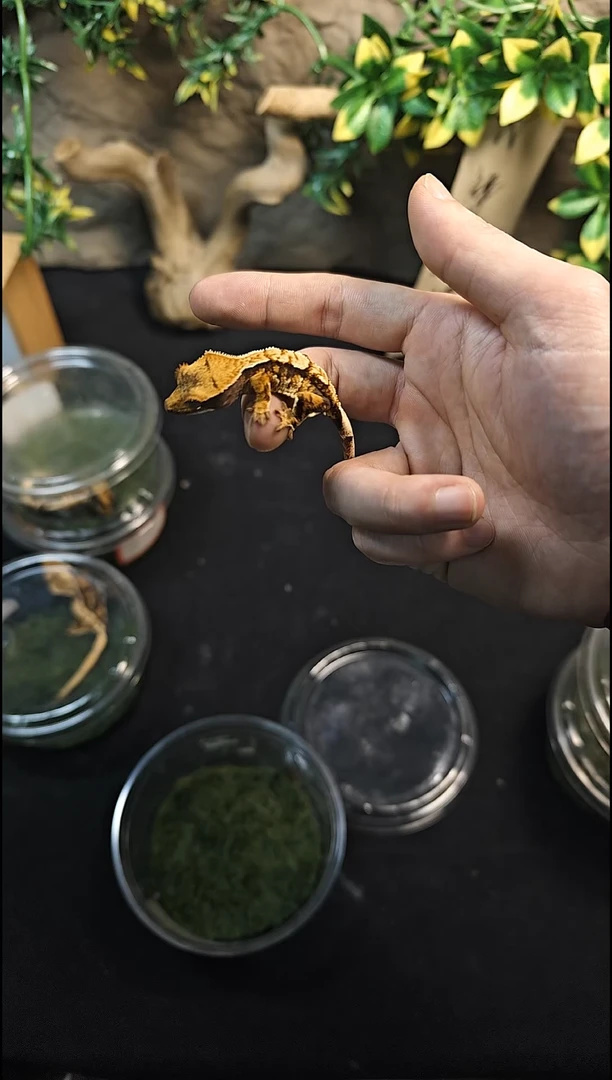 睫角守宫玖*25-208黑底三色