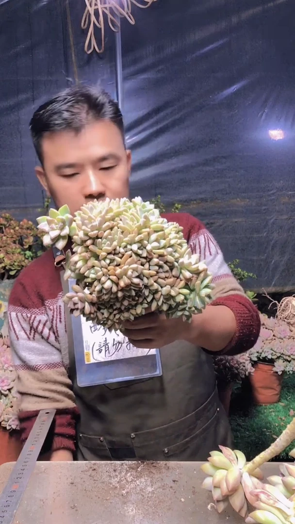 239淡雪缀化一物一拍