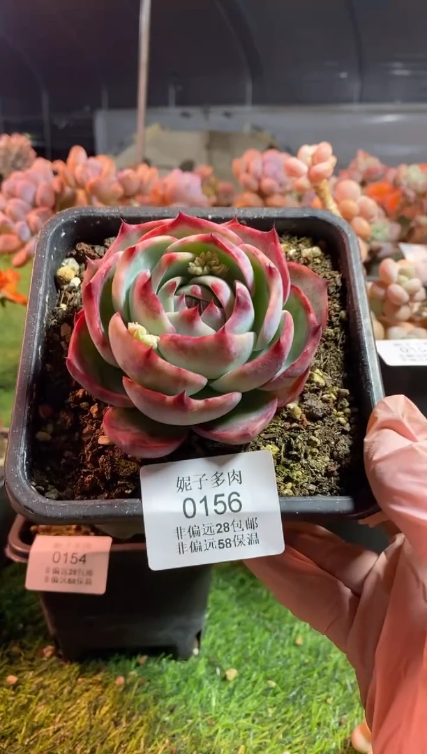 【闪购商品】0156a