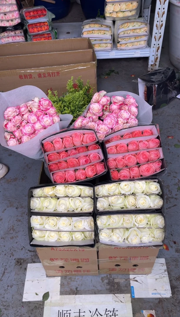 骄傲20枝+戴安娜20枝+折射10枝+黄莺