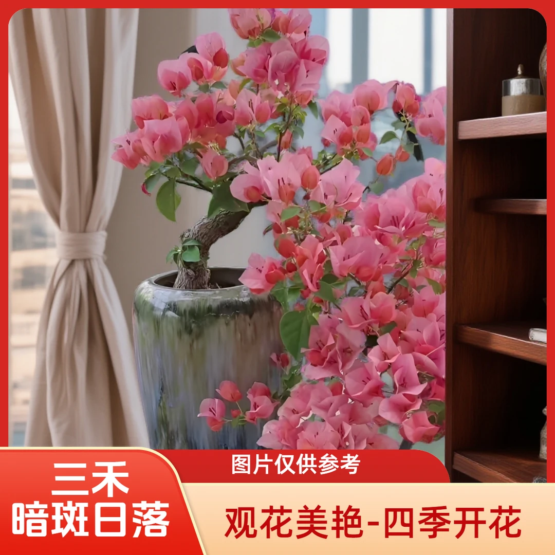 【三禾】原生高飘日落盆苗三角梅