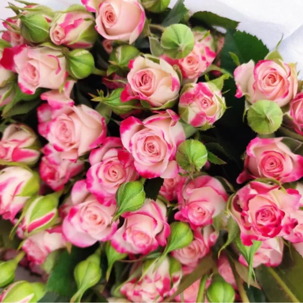 折射泡泡中苗  四季灌木月季