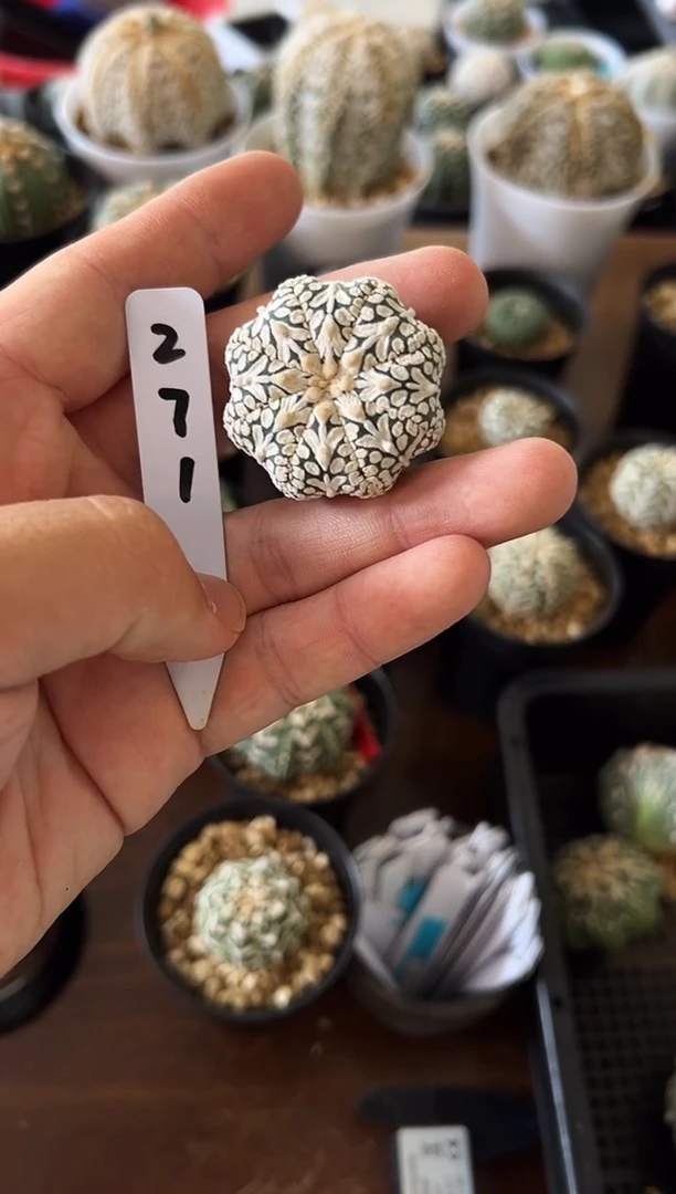 实生根星兜仙人球编码271