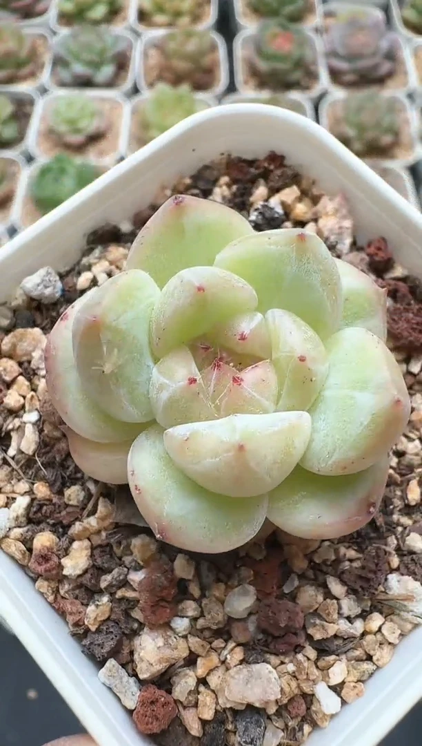 805D云禹多肉植物 带盆土纸巾打包 3颗包邮