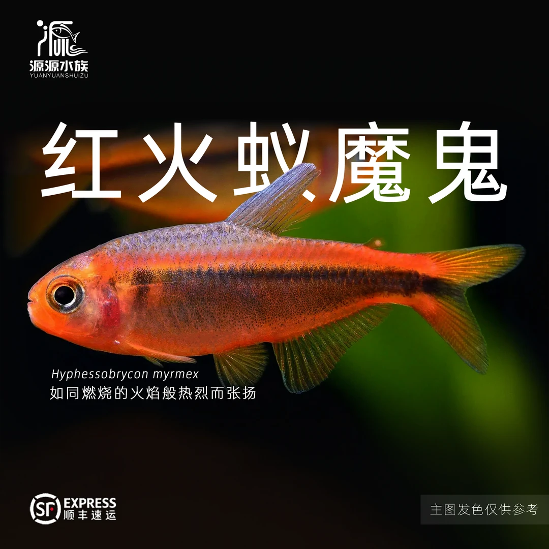 【源源水族】红火蚁魔鬼灯热带小型观赏鱼活体
