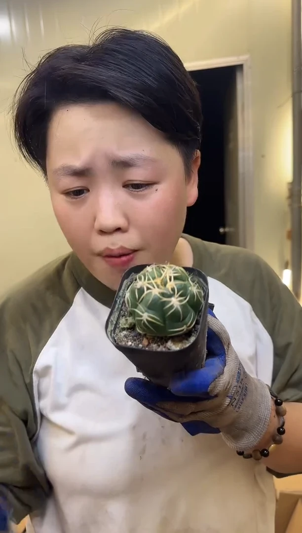 实生高木海王2颗9.99