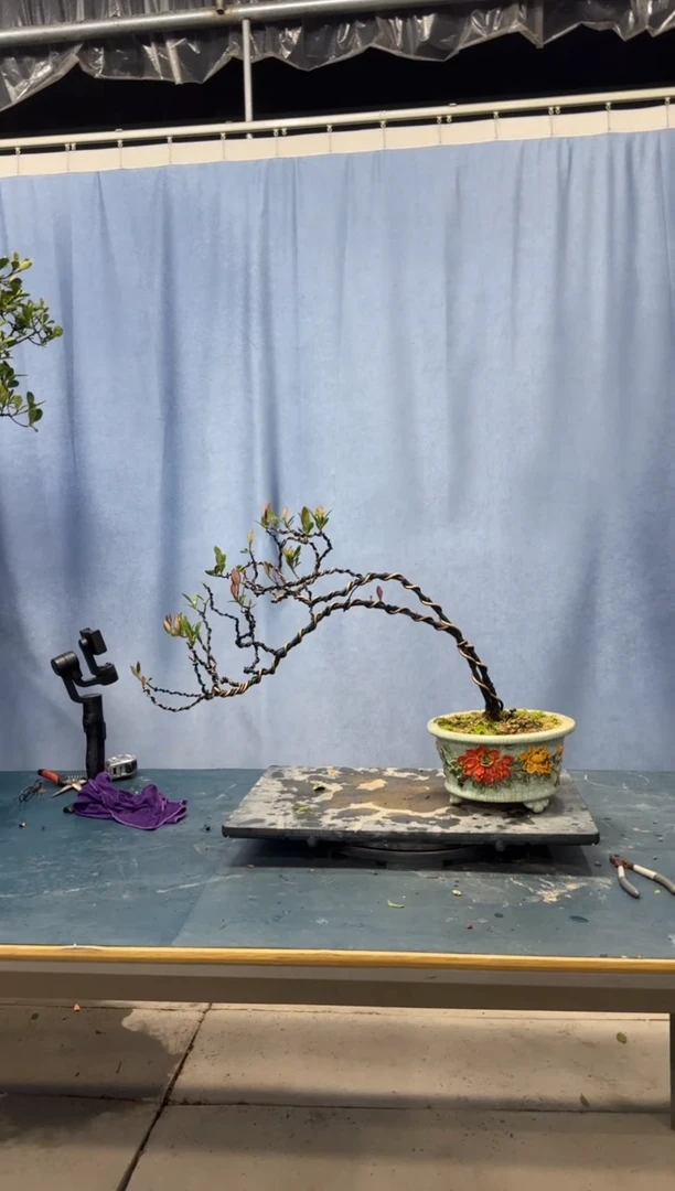 【闪购商品】盆景春花