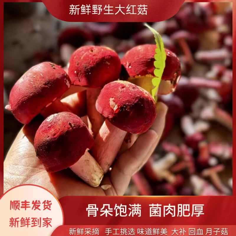 新鲜云南大红菇精选炖汤清甜营养美味的食用山珍