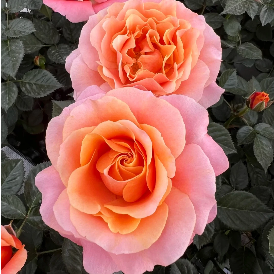 橙色甜心 新手易养盆栽月季阳台月季庭院花卉多季节开花植物