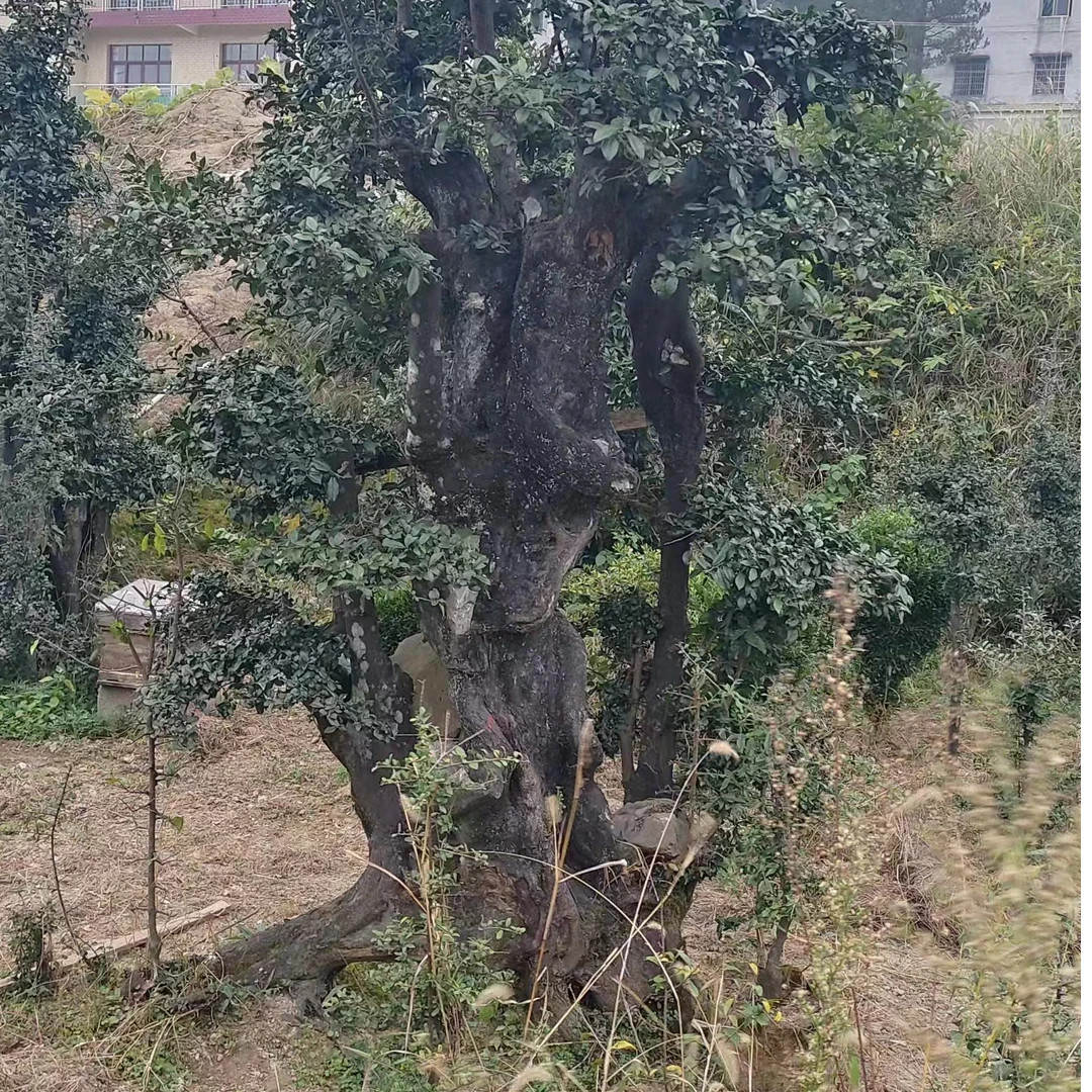 [金弹子]盆景盆栽可观叶观果观花