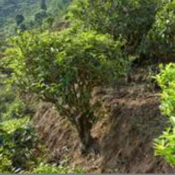 2025年古树群体种二采 半斤 一斤