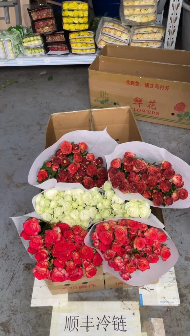 爱丽丝10枝+繁星10枝+巧克力10枝