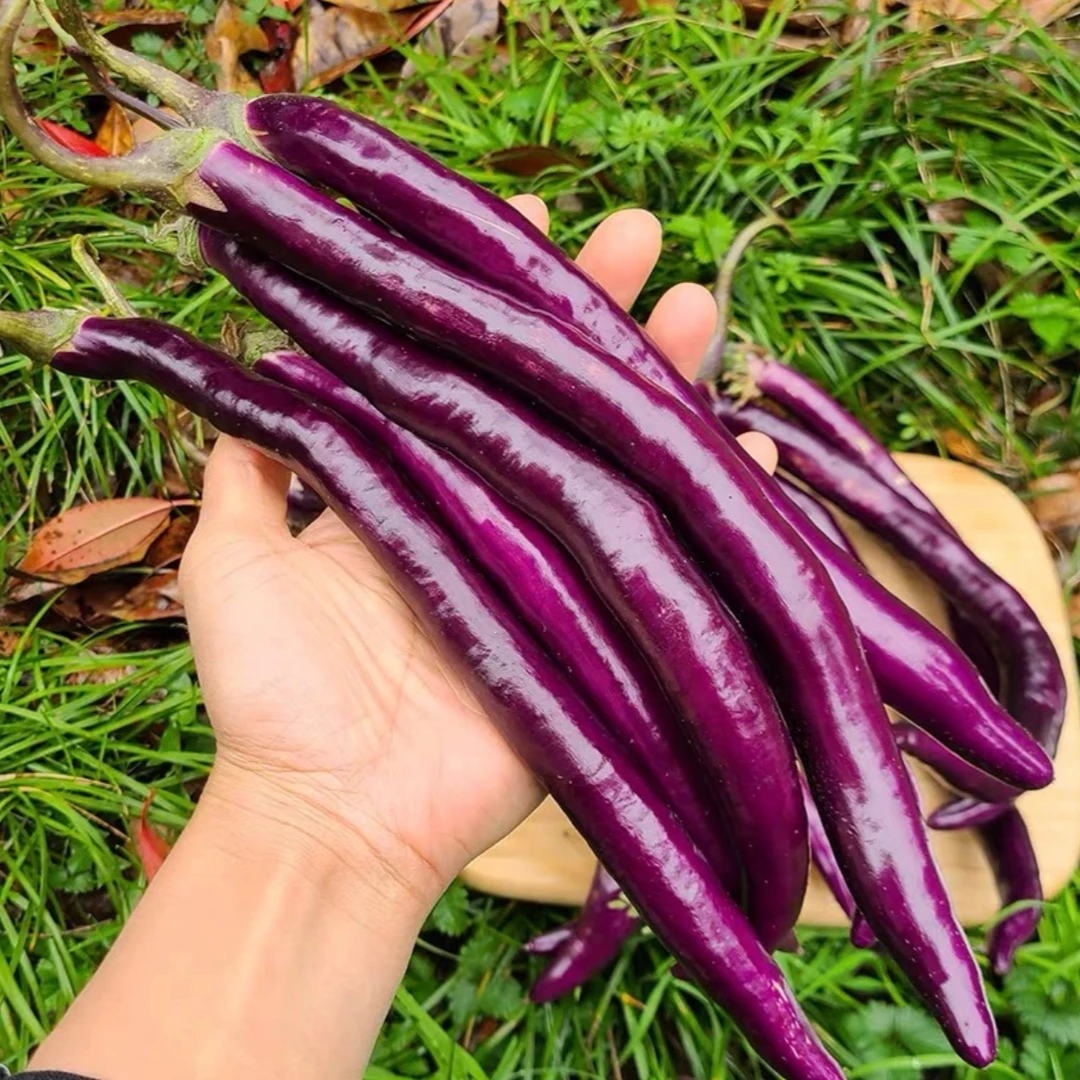 特长茄种子紫红种子种子外皮清香软糯小院