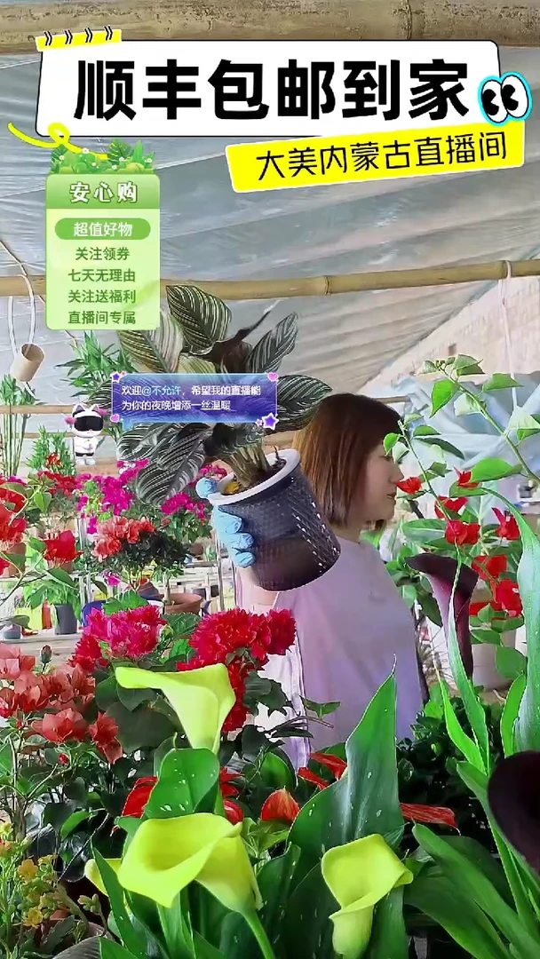 完全开放水培双剑顺丰包邮