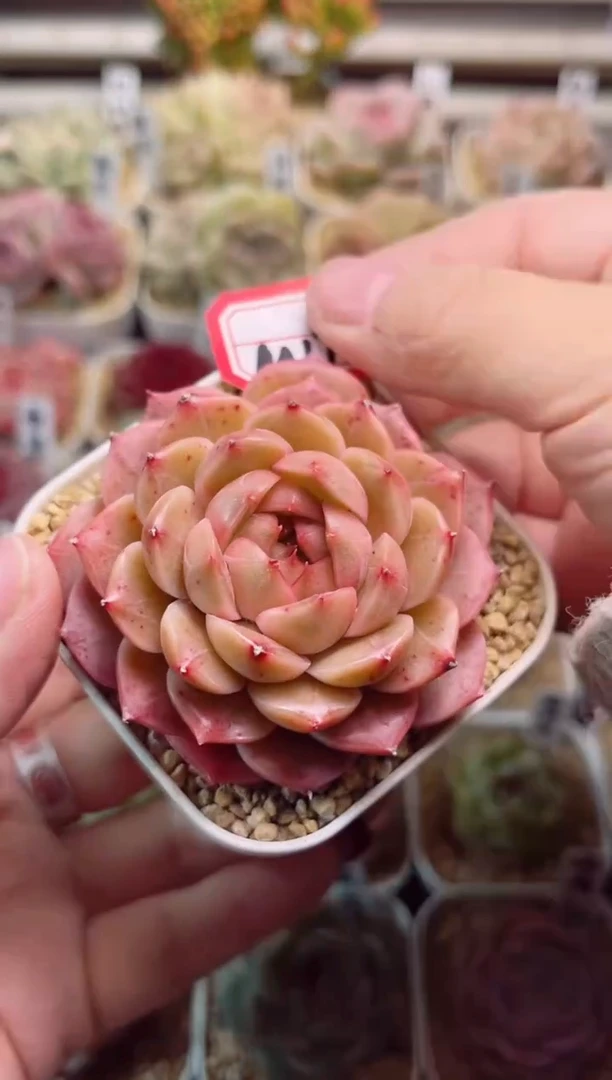 【闪购商品】M170凉宫一物一拍