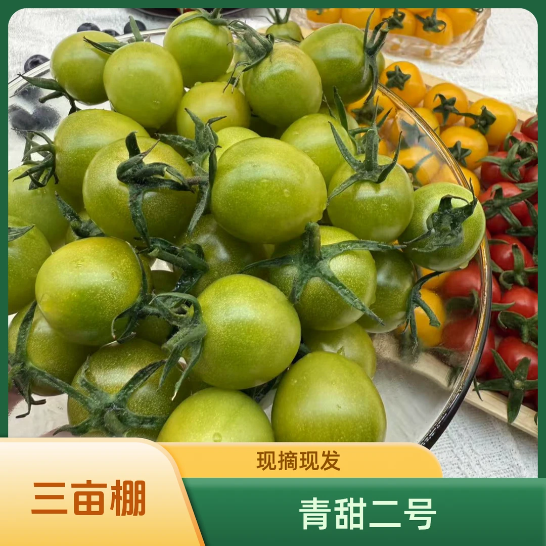 青甜二号绿色小番茄新鲜采摘口感小番茄