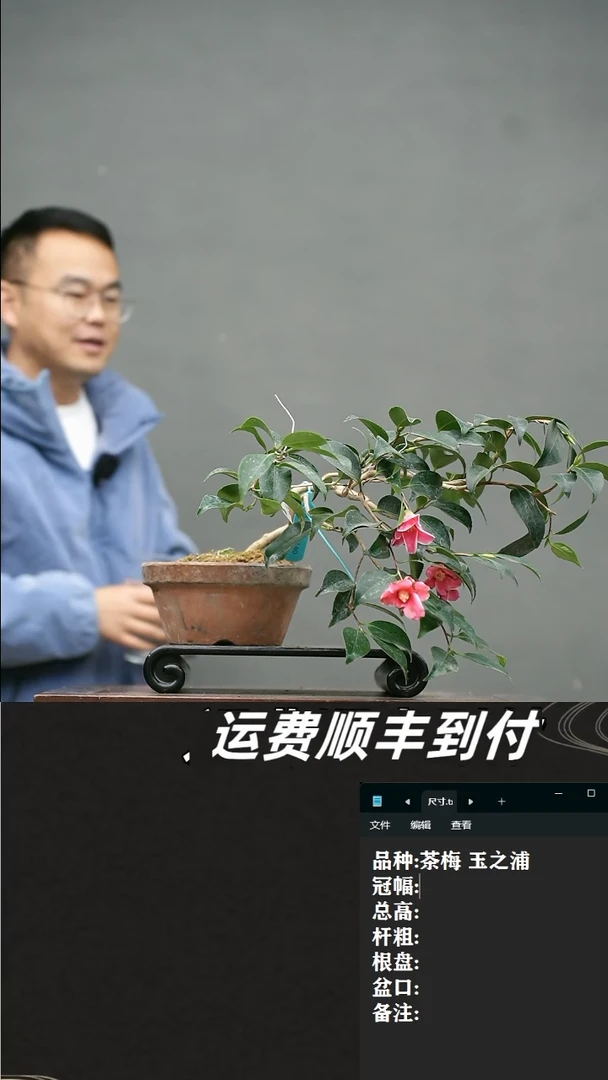 【闪购商品】15  茶梅 玉之浦