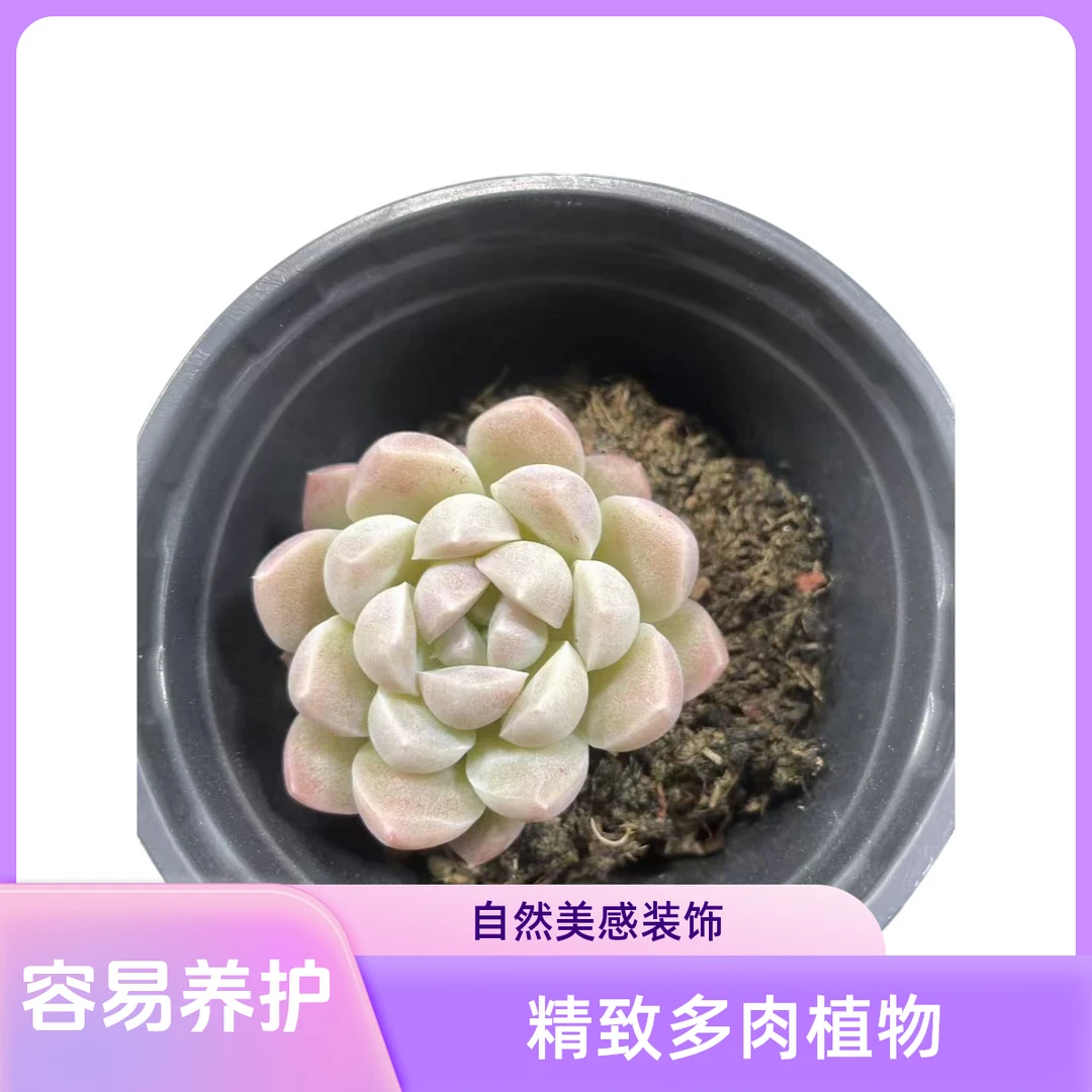 美妮稀有名贵多肉植物阳台露台办公室绿植植新手好养好活