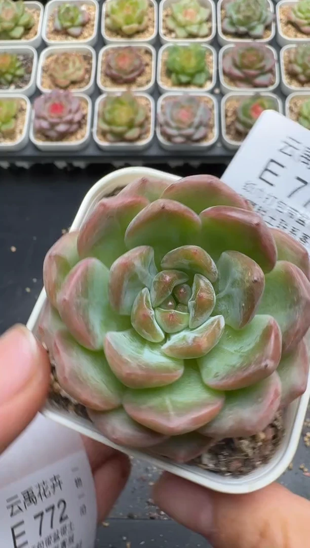 771E云禹多肉植物 带盆土纸巾打包 3颗包邮