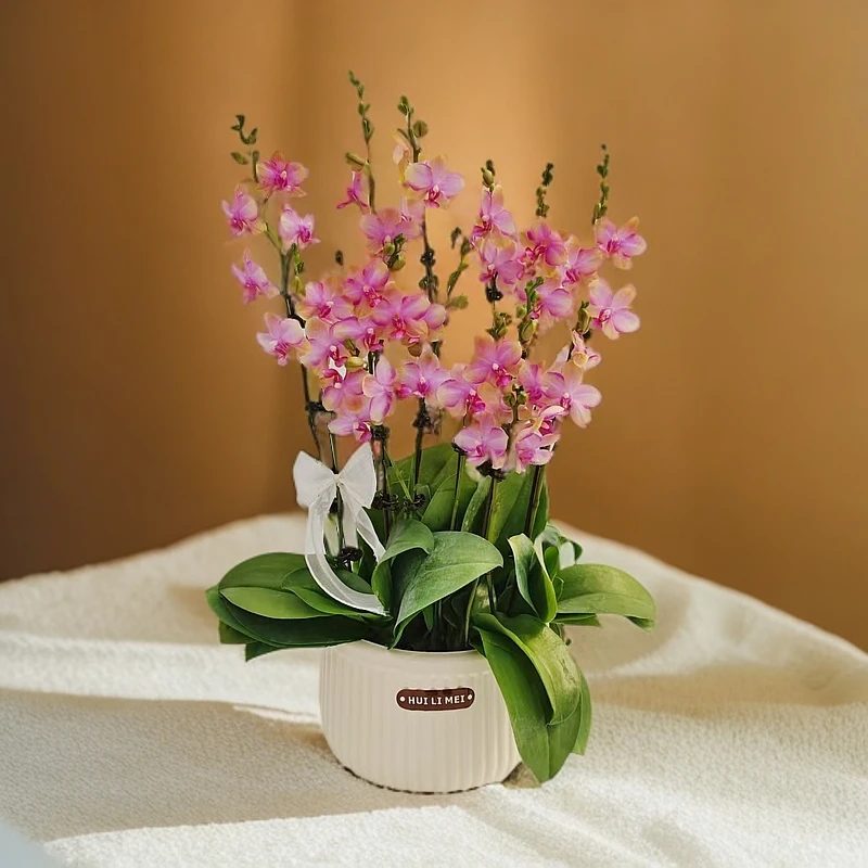 蝴蝶兰【韩国水晶】糖果色系室内种植观赏送礼带花发货