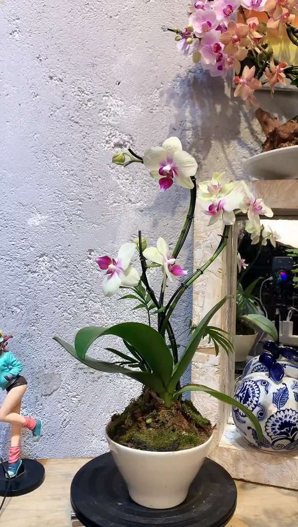 大部分花苞少量开放325蝴蝶兰一物一拍