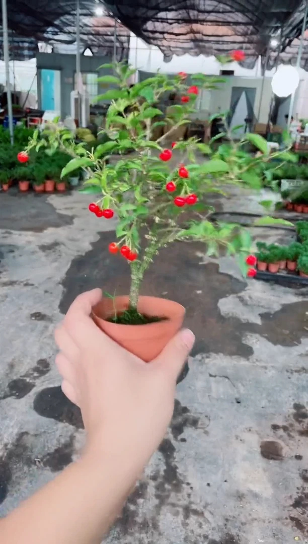 当前无花栽培后可以开花带果李氏樱桃