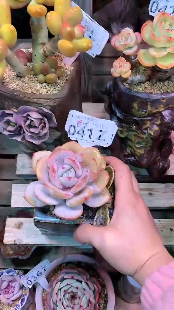 【闪购商品】041ZZZ