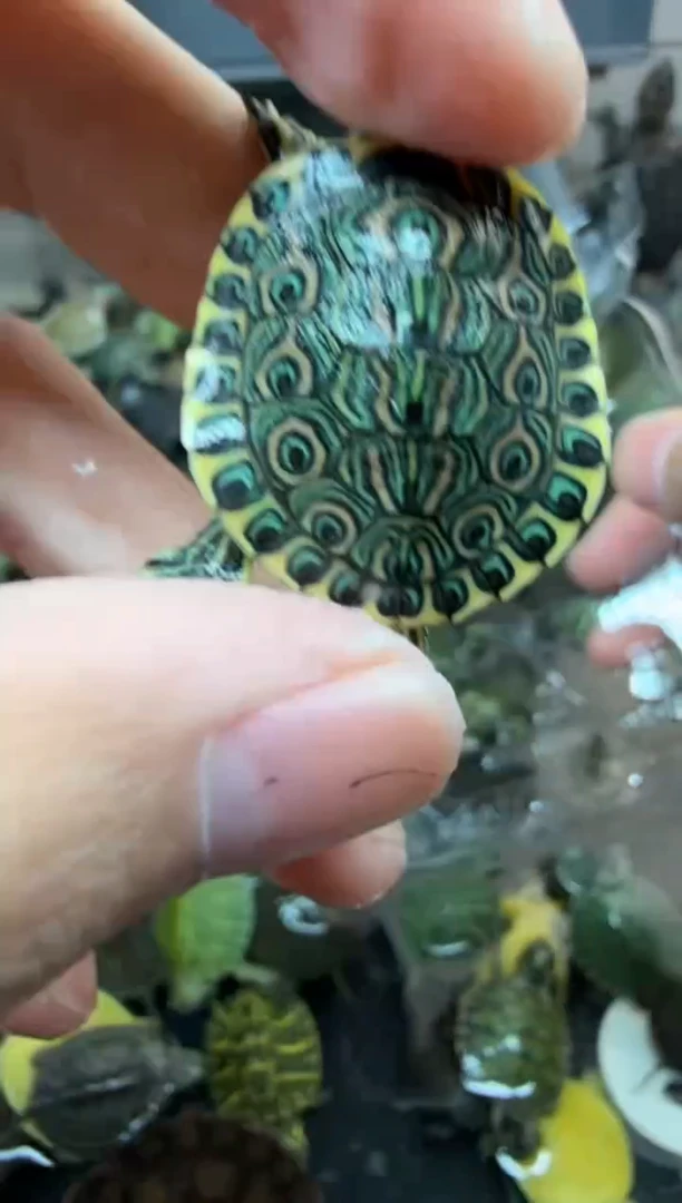 公母搭配宠物龟50号