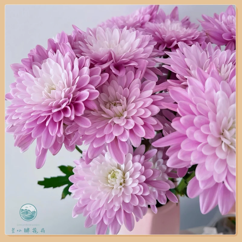 【兰小胖】精选小菊-维尼卡粉10枝装 超长花期 顺丰包邮 赠送保温