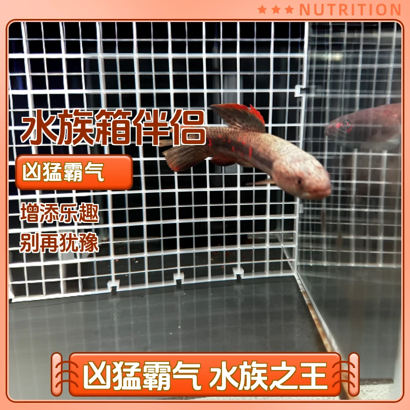 牙鱼七彩凶猛观赏红月鱧雷龙