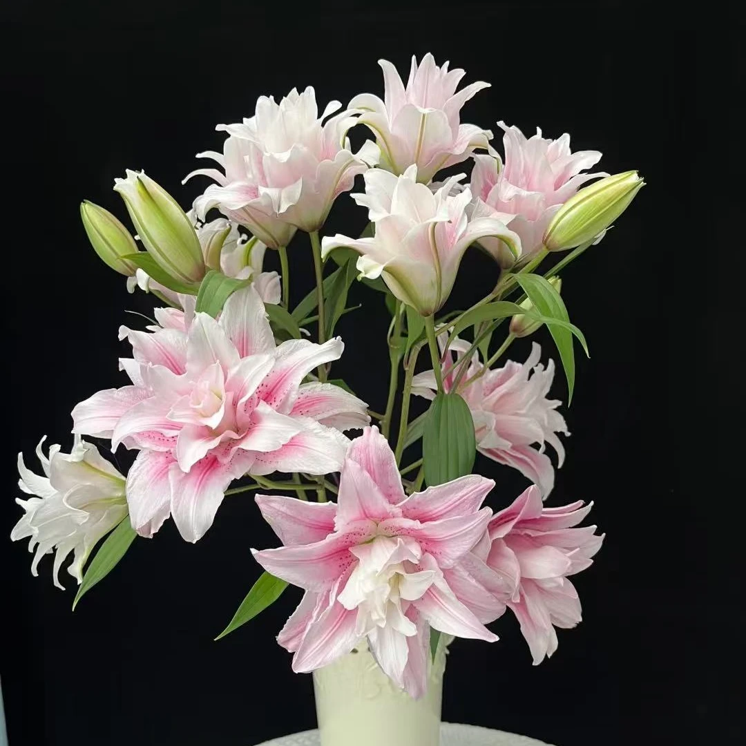 【新疆包邮】重瓣香水百合一把8枝送2枝家居鲜花