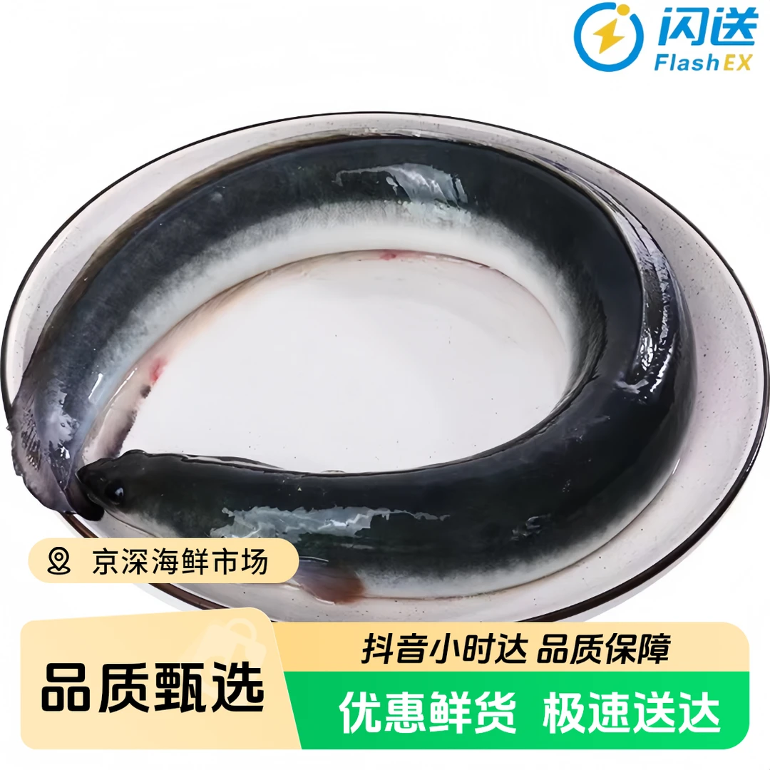 鲜活 白鳝  1.3-1.5斤/条
