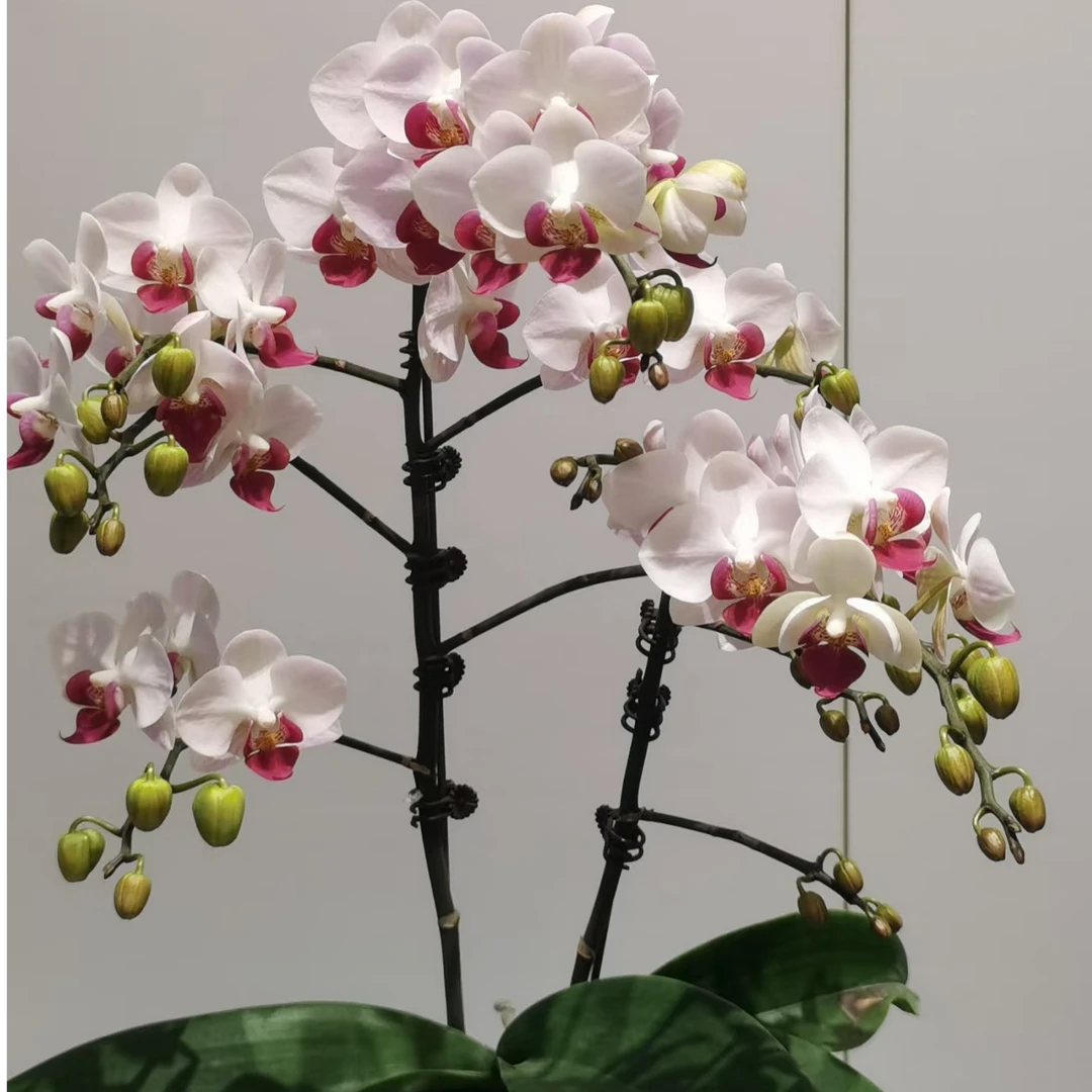 貂蝉第一名带花苞3.5寸5度以下拍保温不拍保温冻伤不赔消包不售后