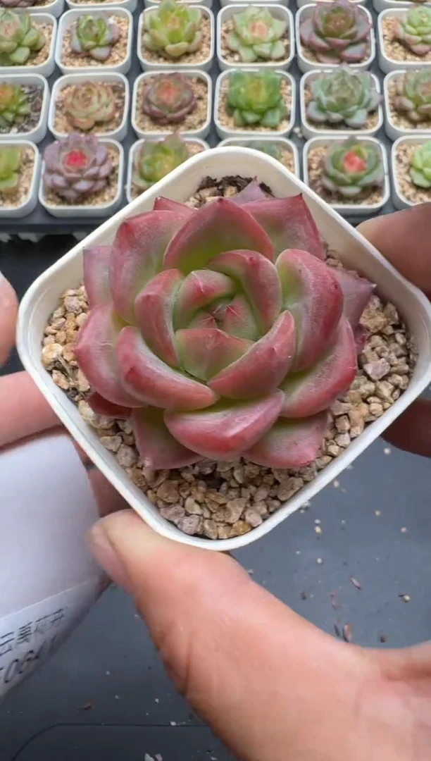 640E云禹多肉植物 带盆土纸巾打包 3颗包邮