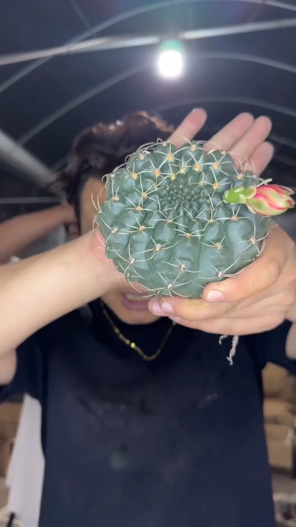 8-11cm 绯花玉 不指定带花苞