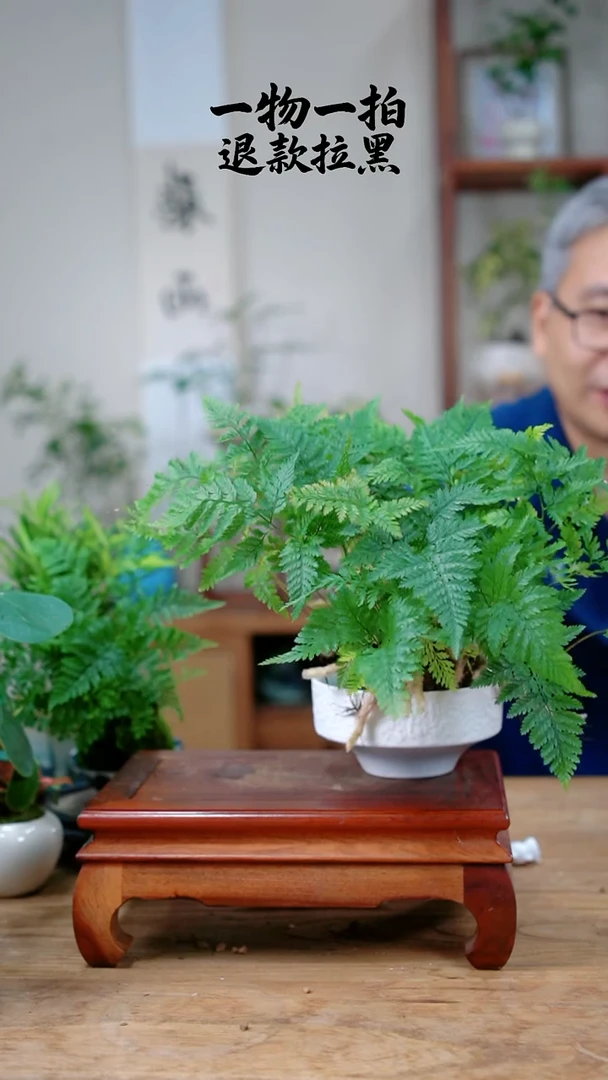 完全开放暗****卜狼尾蕨357