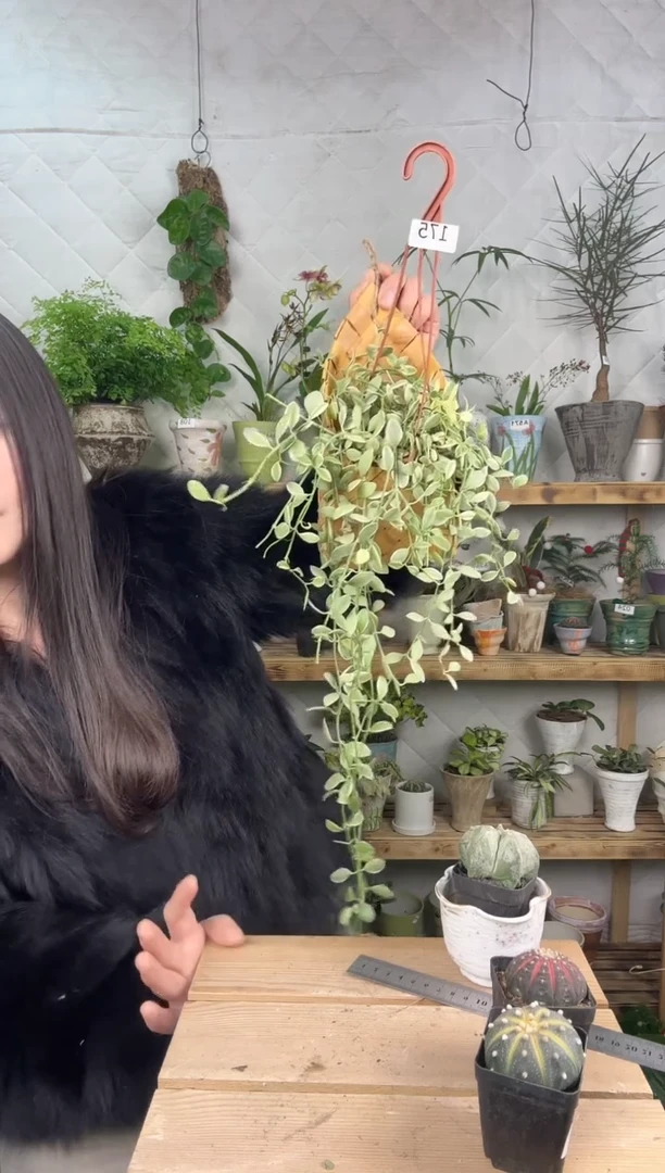 无花朵金边粉翠加蓝子一套175