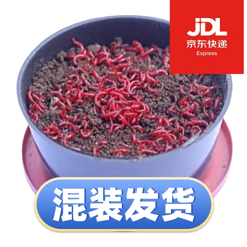 顺丰京东混装发货鲜活红虫人工手筛特大号公虫观赏鱼活体饵料野钓