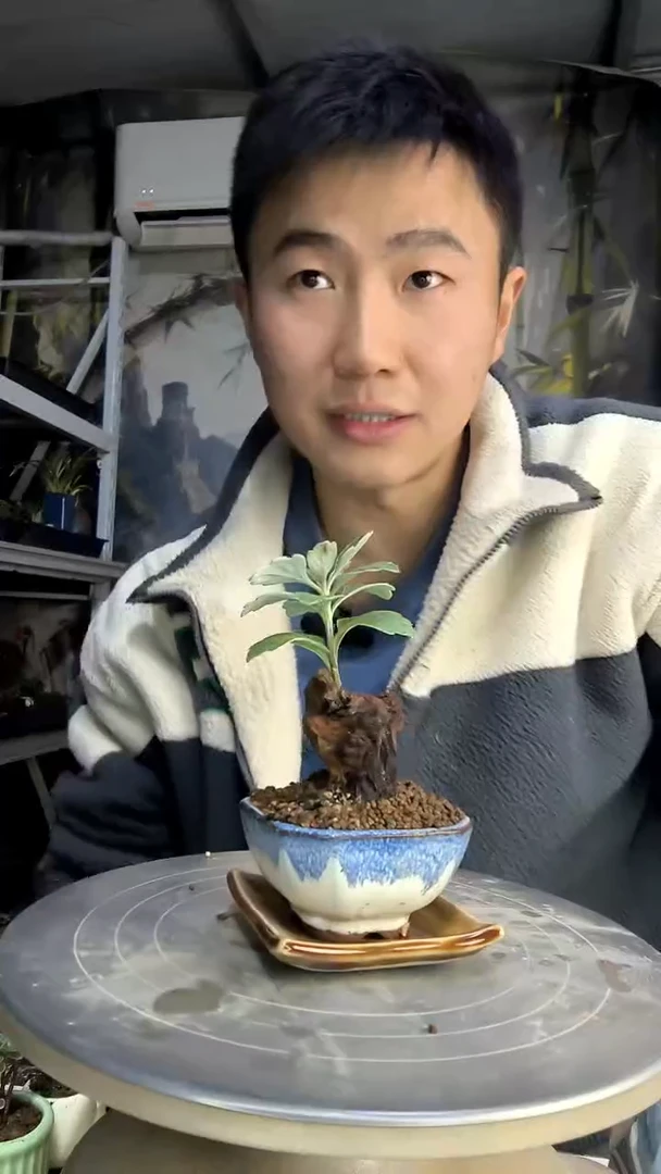 流**水中青园艺一物一拍花472