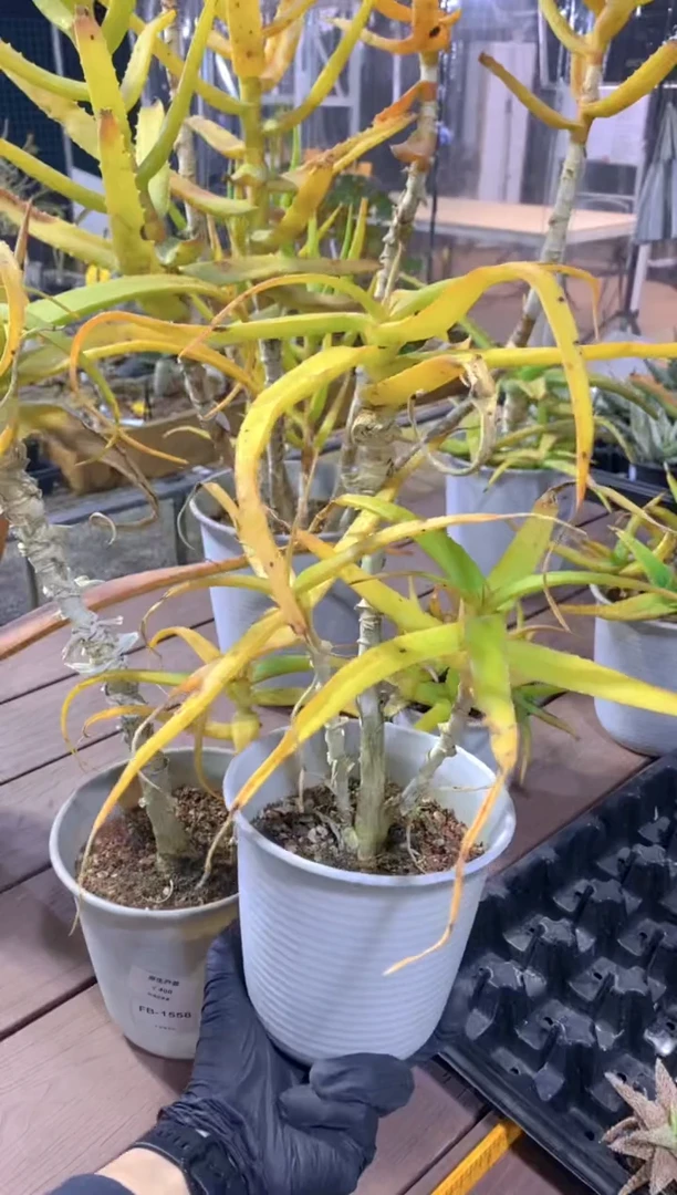 【闪购商品】原生芦荟脱土FB-1556