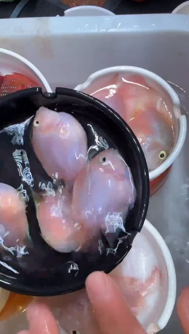 鹦鹉鱼2对胭脂粉