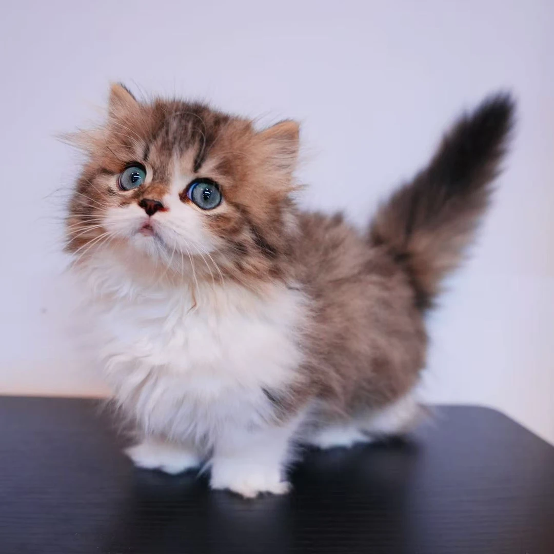 （萌宠猫屋）全款猫咪链接布偶猫金渐层虎斑蓝白拿破仑曼基康缅因