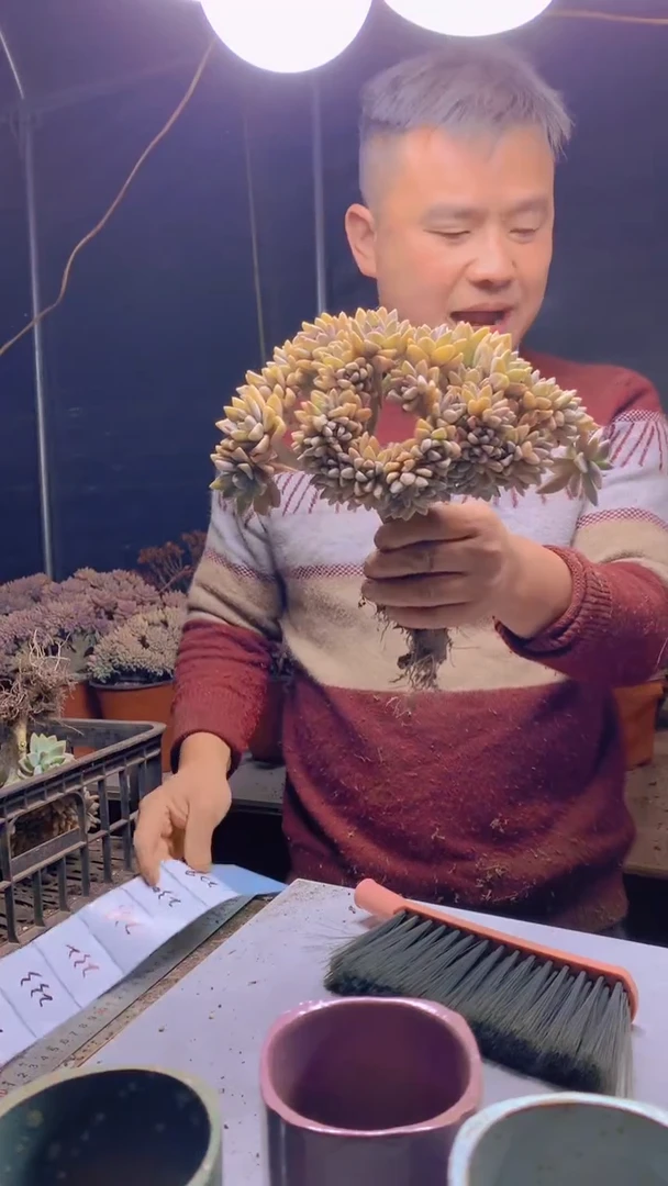 【闪购商品】缀化229
